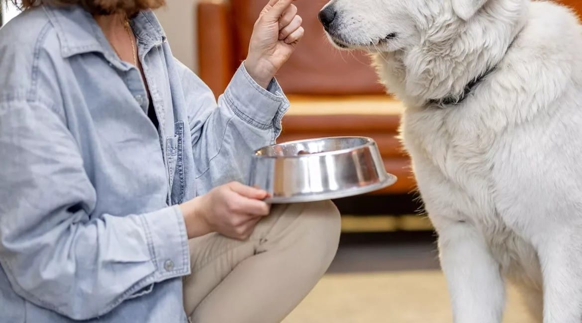 Are Freeze-Dried Dog Treats Safe